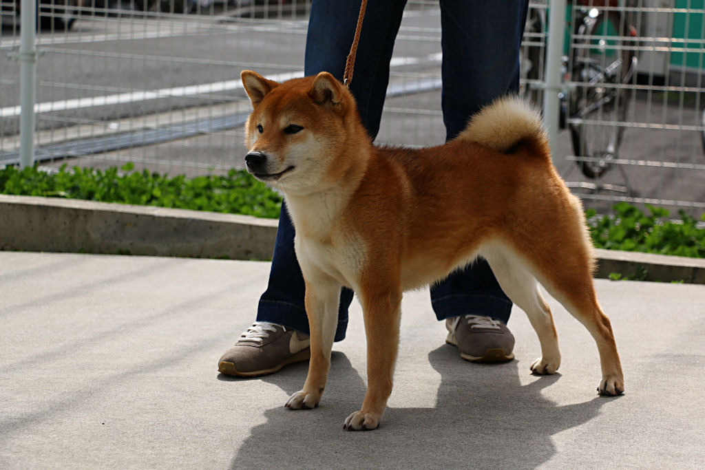 柴犬と展覧会 柴犬虎徹とつくし