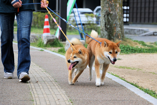 お花見散歩