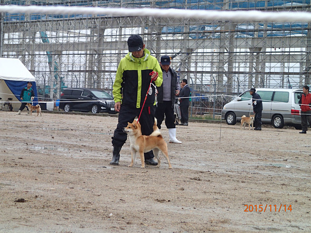 ちびちゃん審査中