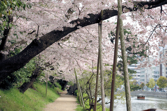 お堀の桜