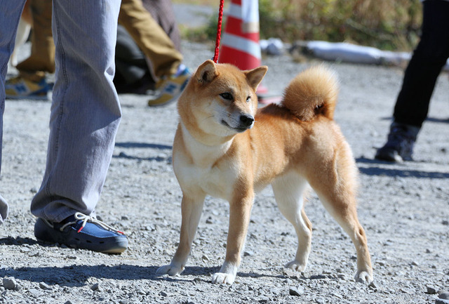 志乃姫号