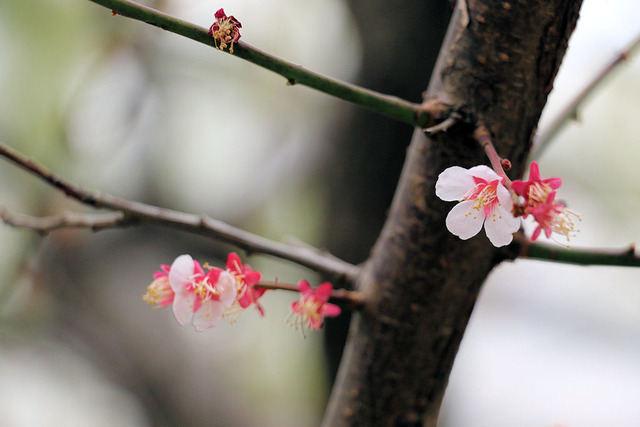 お花見散歩