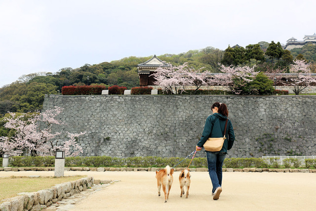 お花見散歩