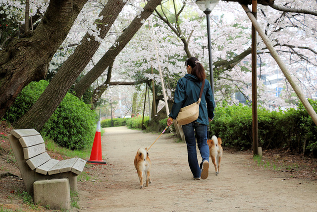 お花見散歩