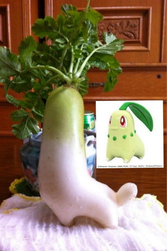 癒し チコリータがゴーヤ畑で採れた ポケモンにしか見えない野菜がちっちゃかわいい 暇つぶしのおともチャンネル 癒し チコリータがゴーヤ畑で採れた ポケモンにしか見えない野菜がちっちゃかわいい 暇つぶしのおともチャンネル