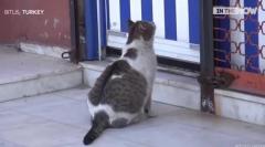 【話題】妊娠中の野良猫が『病院』を訪問!ドアの前で助けを求め鳴き続けます トルコ