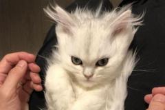 「スーパーサイヤ猫」が話題 コウメちゃんは子猫なのに目力パワーにゃんこ