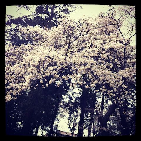120407_sakura_03