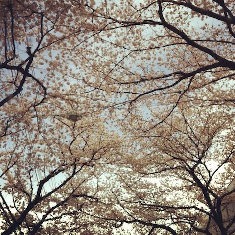 120407_sakura_01