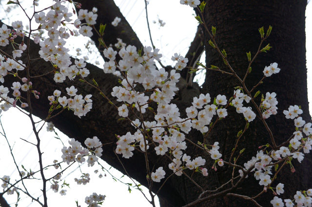 120407_sakura_02