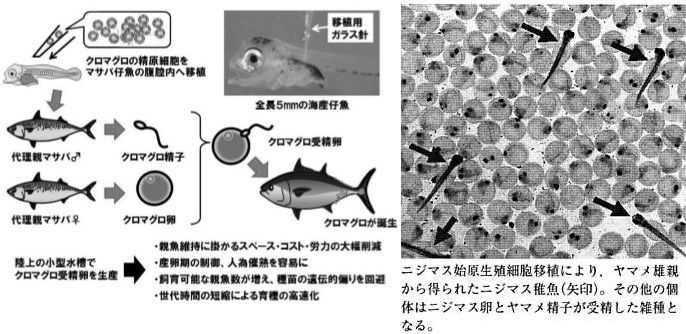 実用化が迫るサバにマグロを生ませる技術