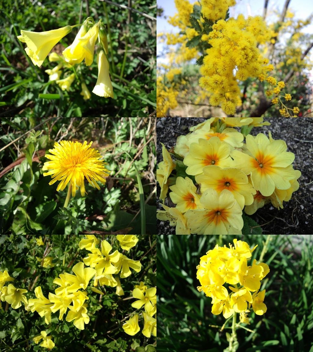 なぜ 春に咲く花は黄色が多いのか 彦島太郎の壽印