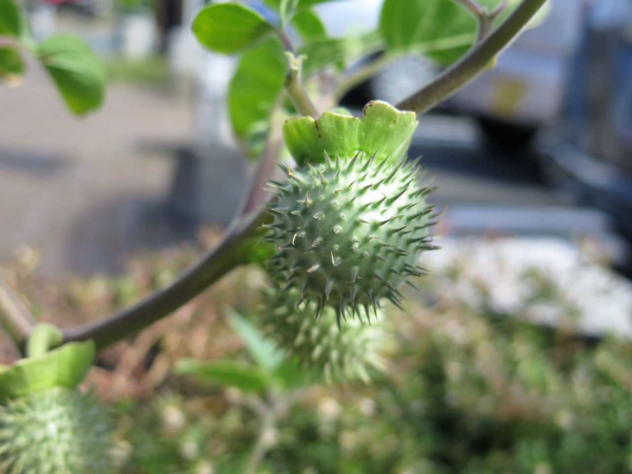 チョウセンアサガオの実 彦島太郎の壽印