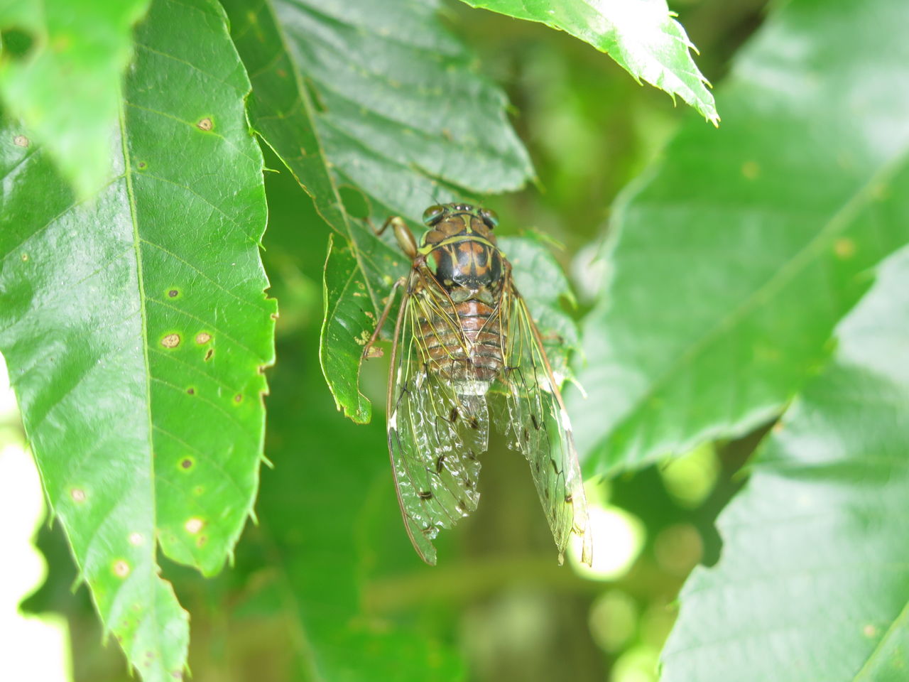 夏の終わりを告げる蝉 ひぐらし 彦島太郎の壽印