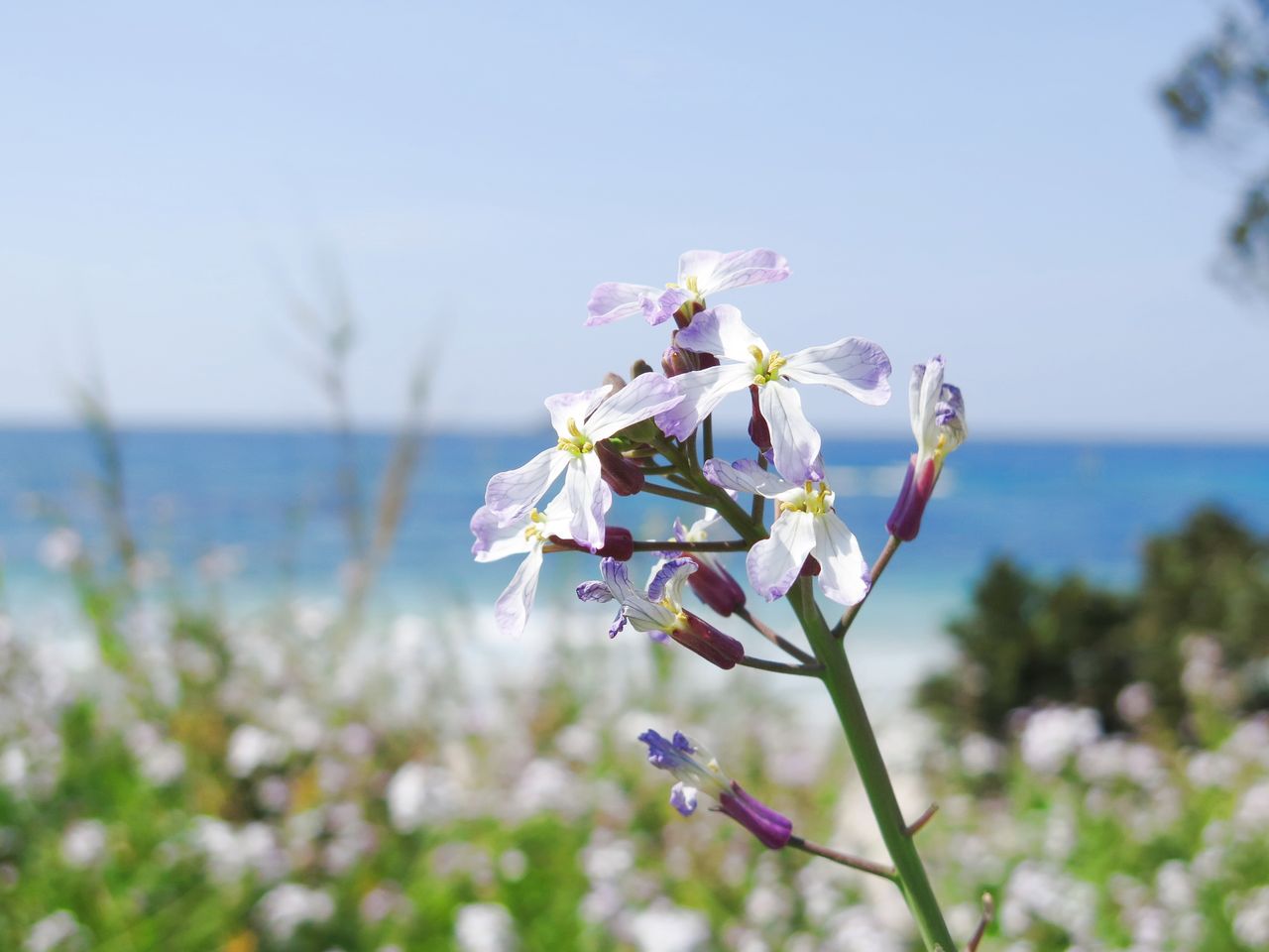 土井ヶ浜に咲くハマダイコンの花 彦島太郎の壽印