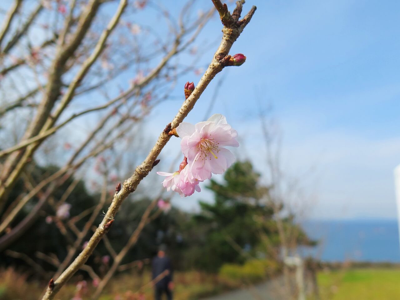 桜と蝋梅と梅と 彦島太郎の壽印 桜と蝋梅と梅と 彦島太郎の壽印