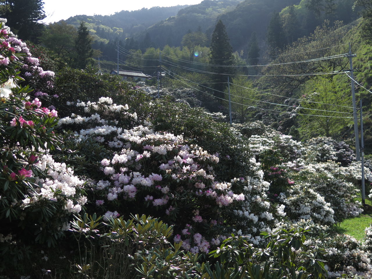 春の山を彩るしゃくなげの花 俵山しゃくな園 彦島太郎の壽印