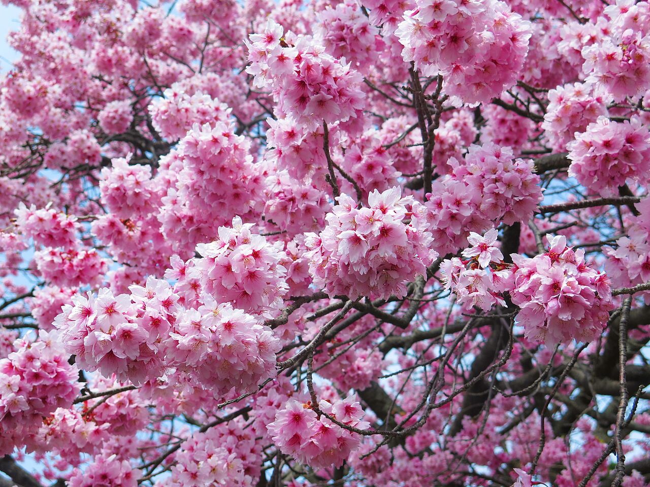 最後の大寒桜 彦島太郎の壽印