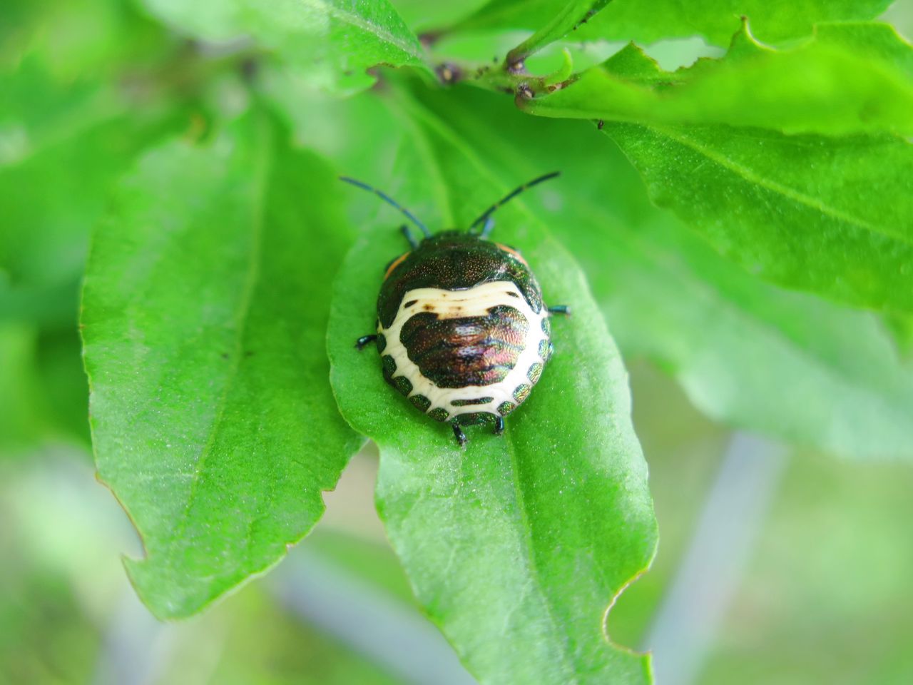 笑顔の虫 彦島太郎の壽印