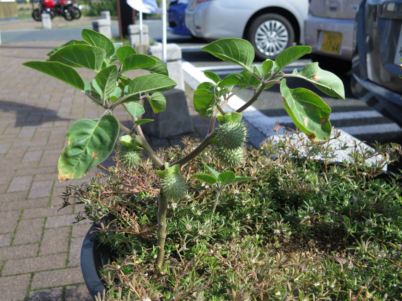 チョウセンアサガオの実 彦島太郎の壽印