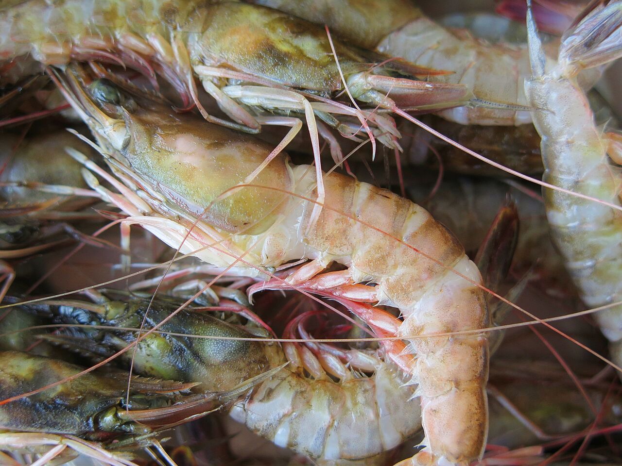 海老好きが作る休日のパスタ 彦島太郎の壽印 海老好きが作る休日のパスタ 彦島太郎の壽印