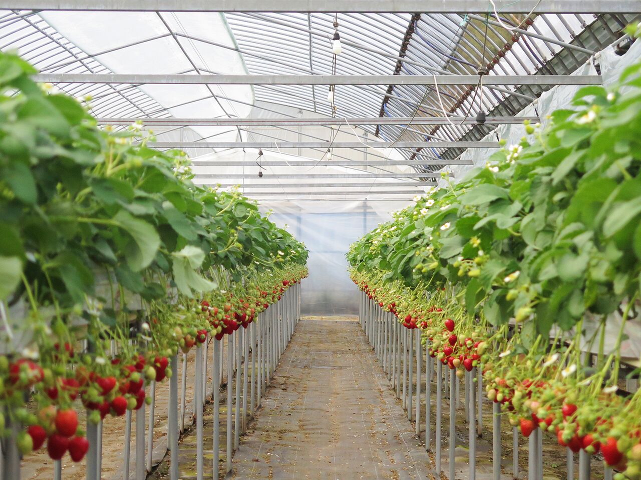 豊田町のいちご狩りが始まりました 内田農園 彦島太郎の壽印