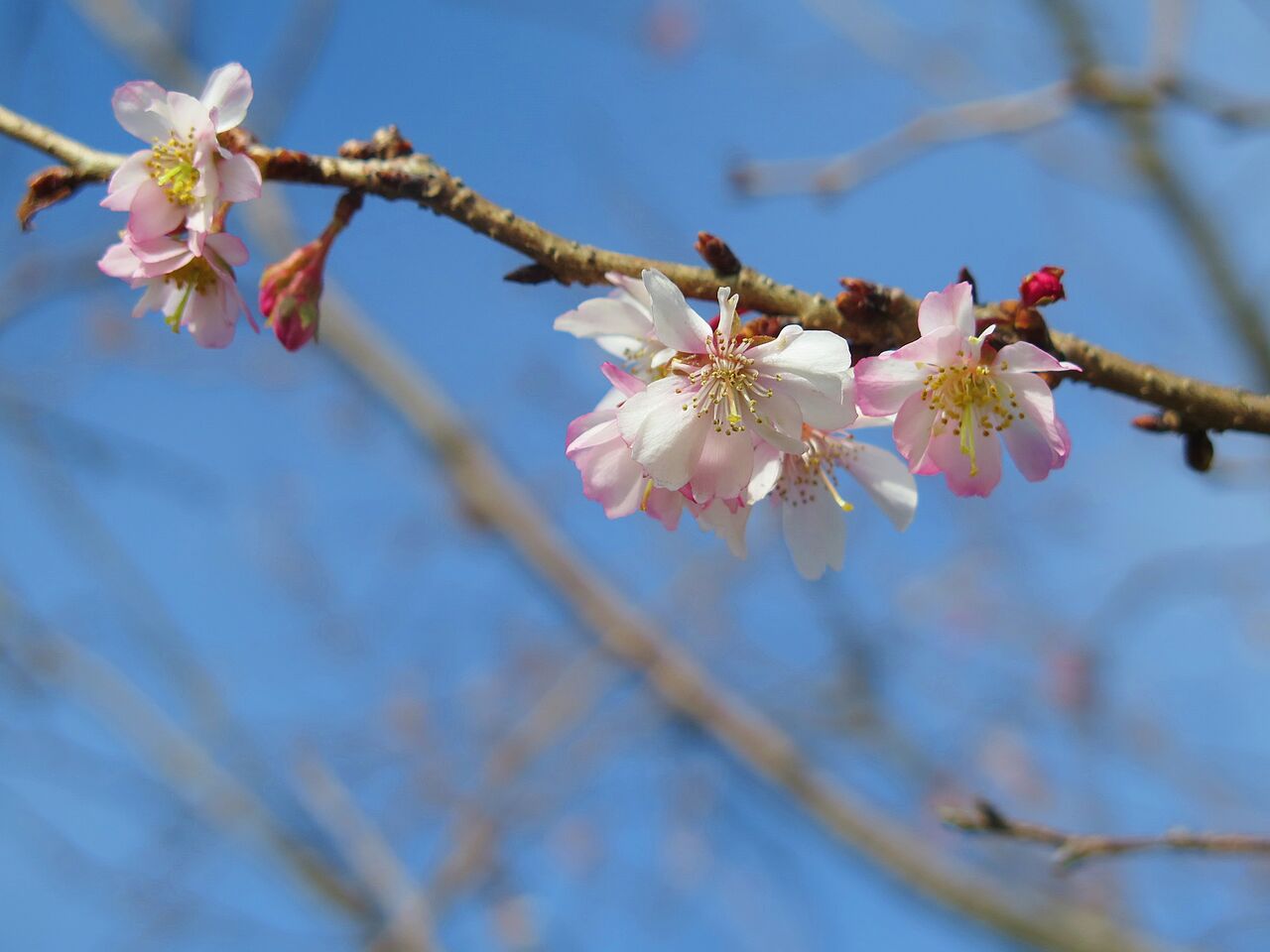 桜と蝋梅と梅と 彦島太郎の壽印 桜と蝋梅と梅と 彦島太郎の壽印