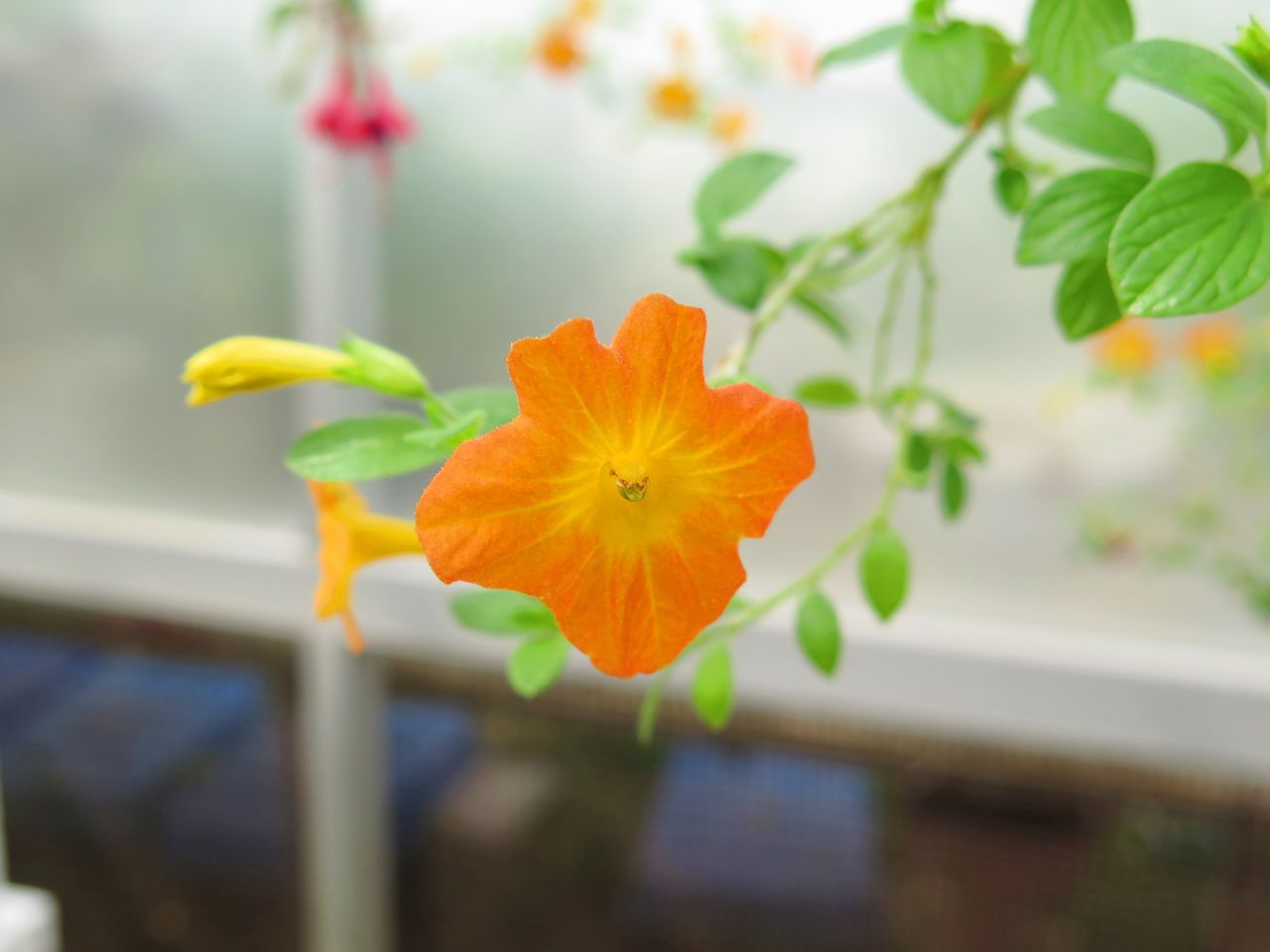 花の名前 彦島太郎の壽印 花の名前 彦島太郎の壽印