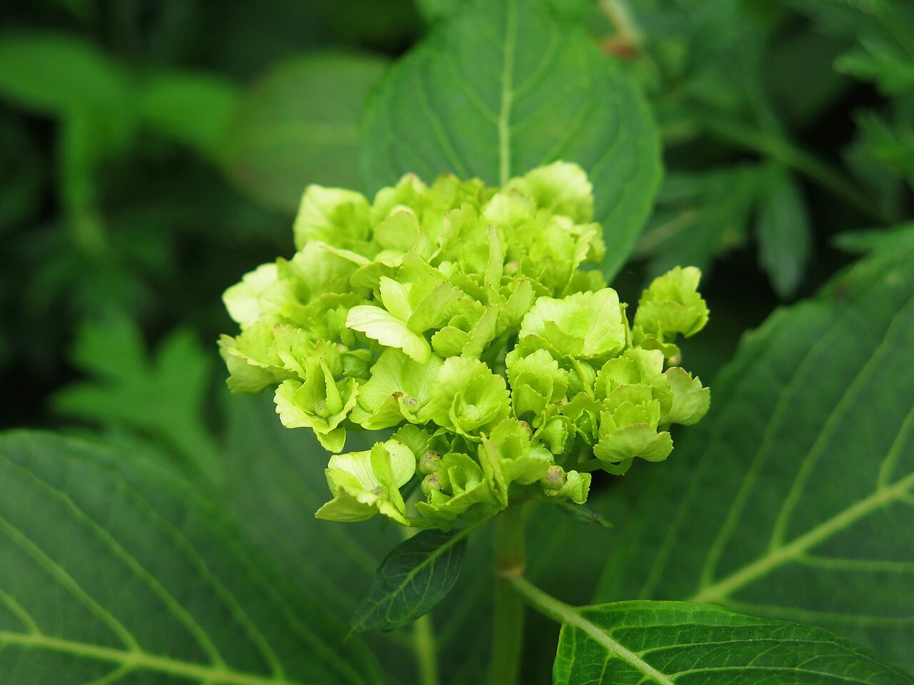 緑の紫陽花 彦島太郎の壽印 緑の紫陽花 彦島太郎の壽印