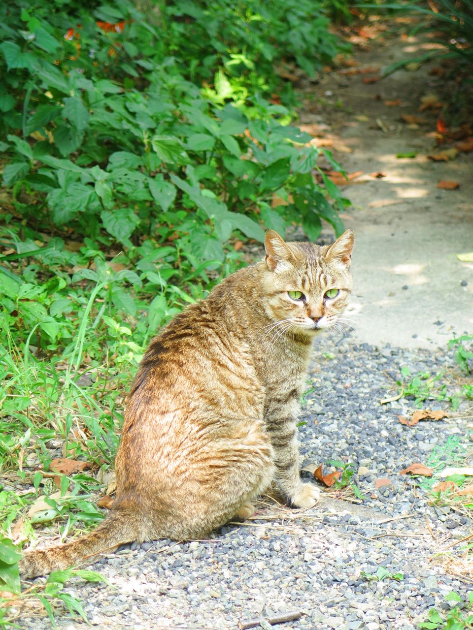 深坂に住む猫たち Vol 7 彦島太郎の壽印