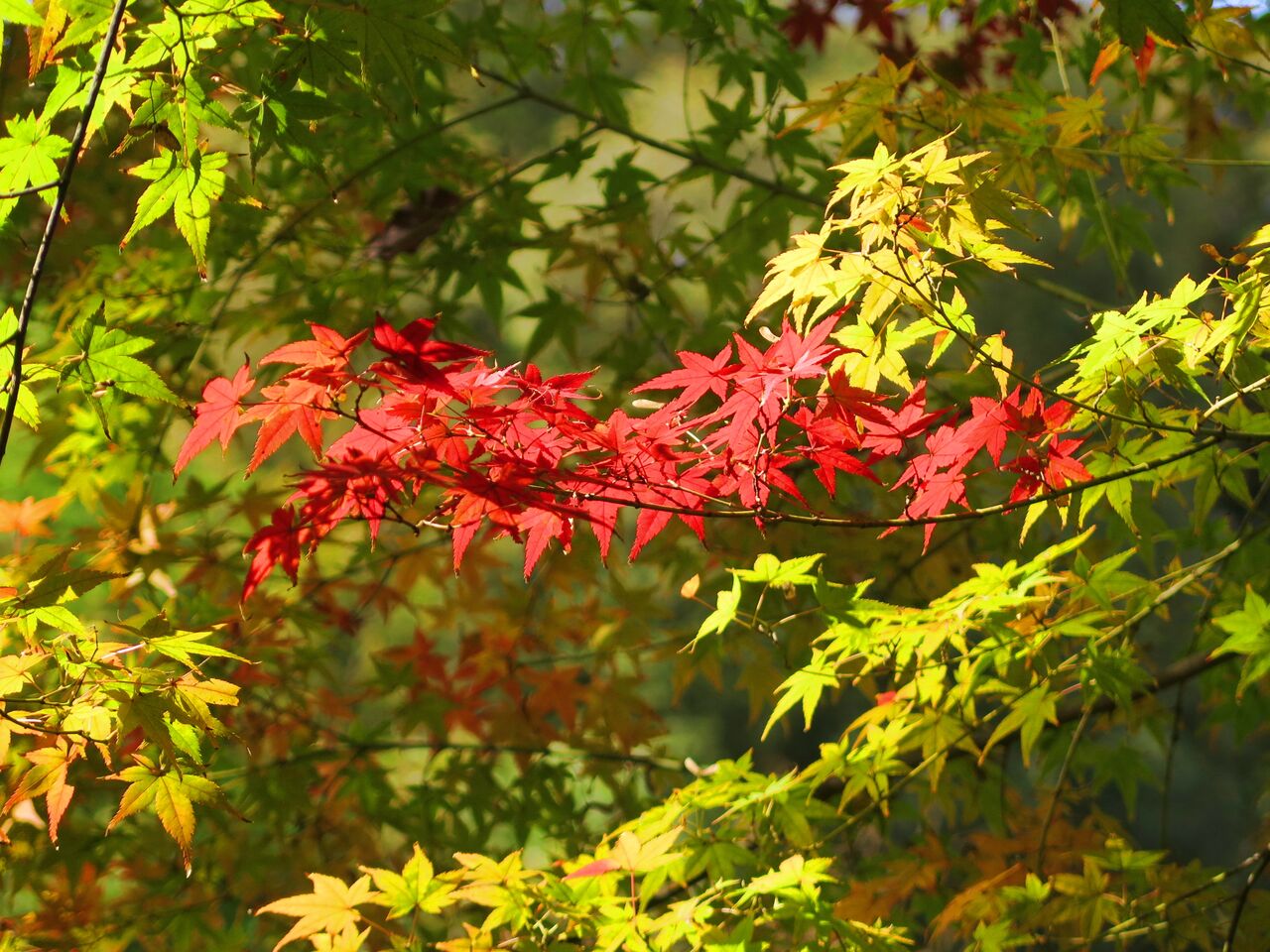 豊田町の紅葉が色づき始めました 彦島太郎の壽印