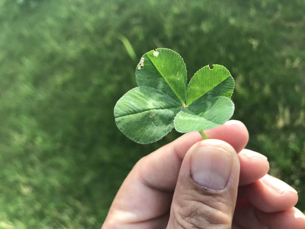 四つ葉のクローバーの効果 彦島太郎の壽印