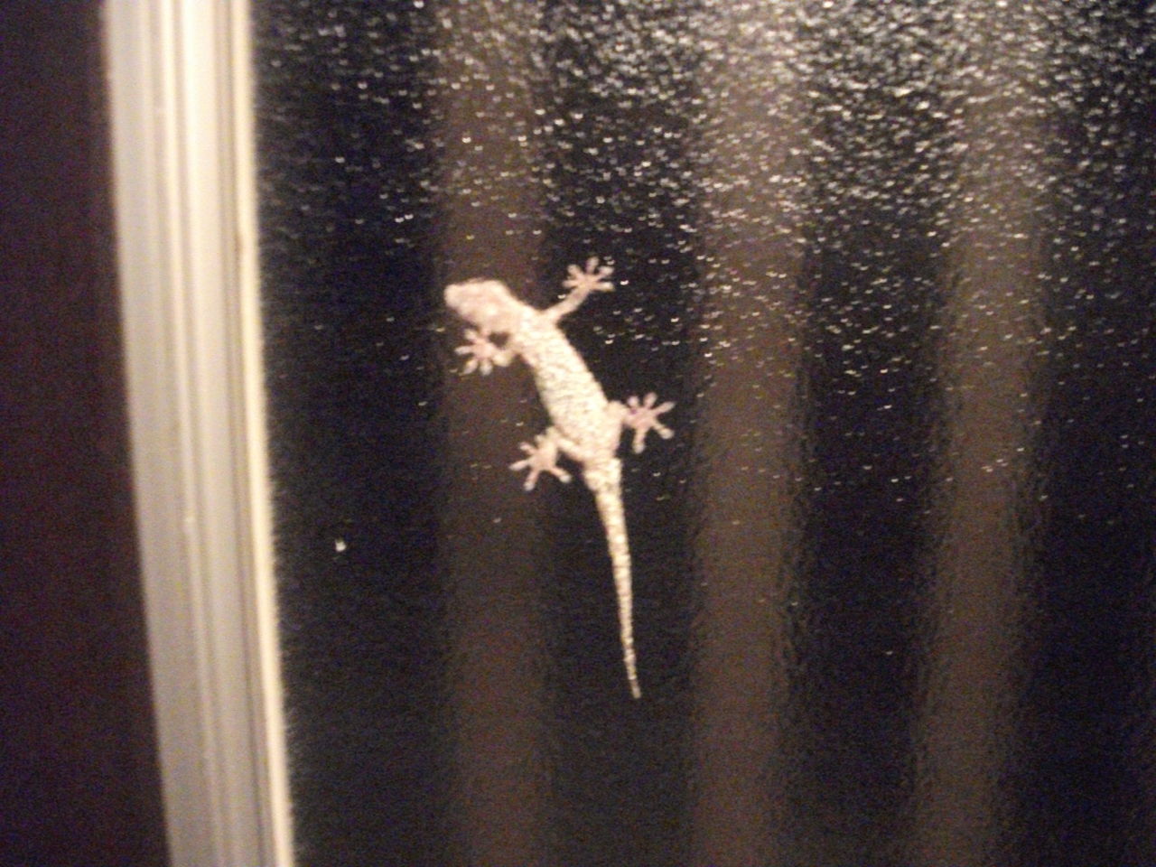 母子で里帰りしたヤモリ ライフ In 柏