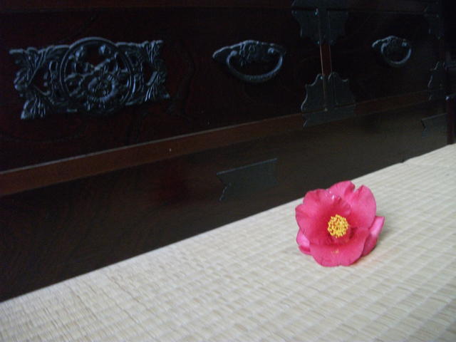 首の落ちる椿 ライフ In 柏 首の落ちる椿 ライフ In 柏
