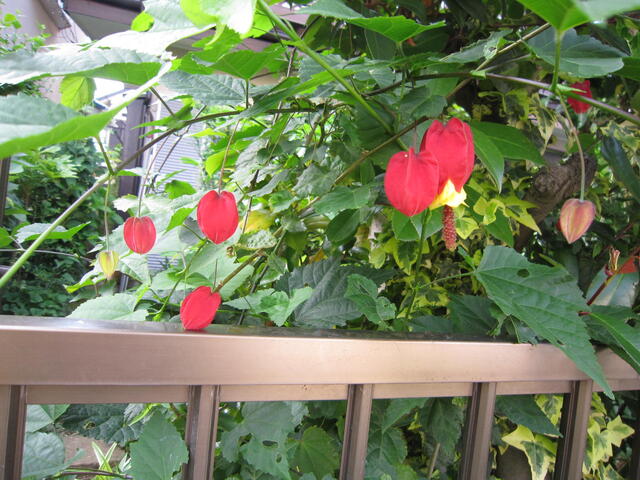 紫の花だいこんを抜く ライフ In 柏 紫の花だいこんを抜く ライフ In 柏
