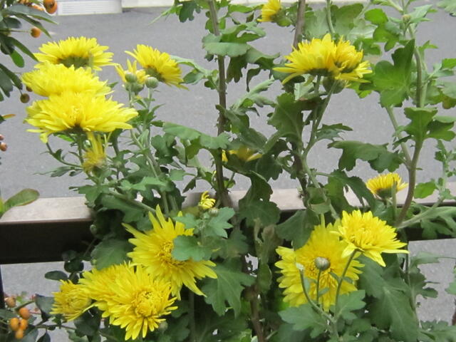 菊の花 花盛り ライフ In 柏