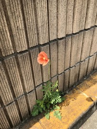 ファイル_009