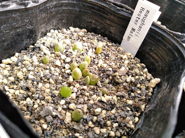 19年06月 園芸ブログ