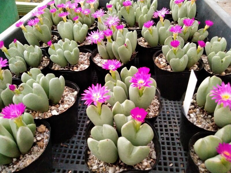 1年目実生苗の植え替えとか 園芸ブログ