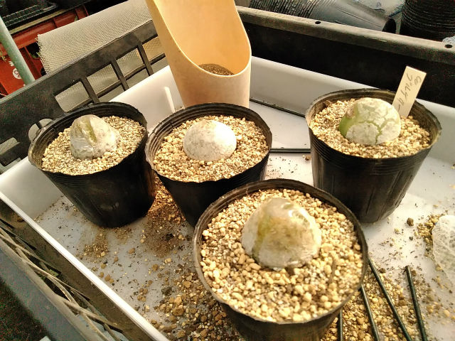 ブルゲリ植え替えと種作りの季節 園芸ブログ