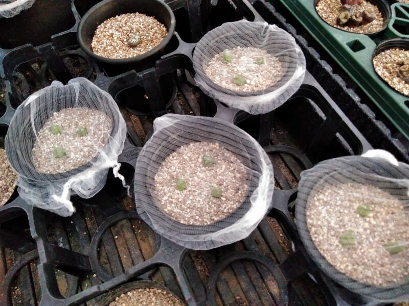 1年目実生苗の植え替えとか 園芸ブログ