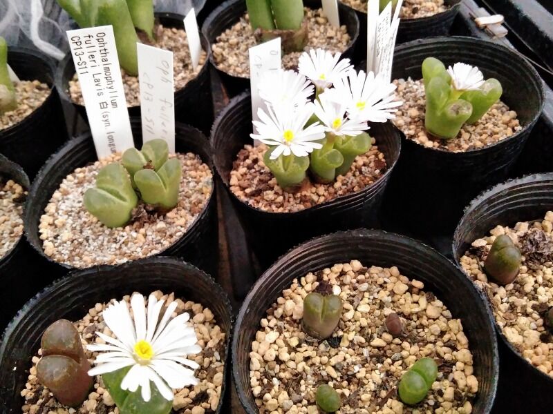 1年目実生苗の植え替えとか 園芸ブログ