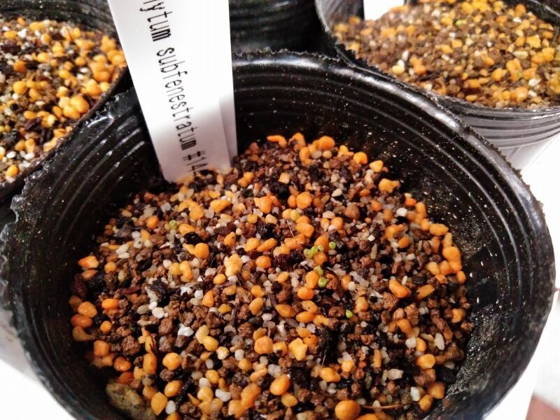 メセン 園芸ブログ