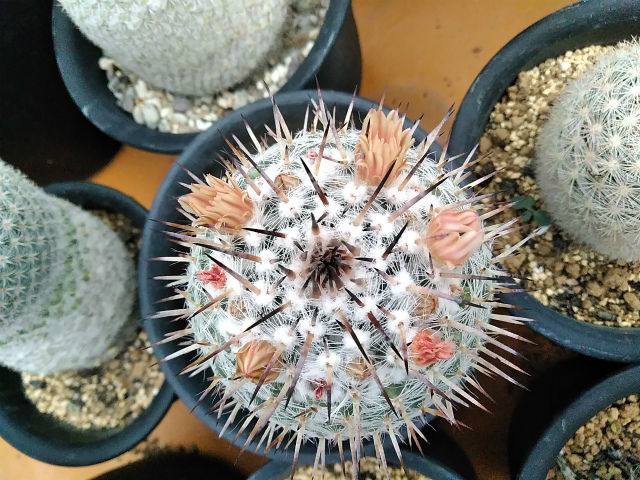 春のさぼてん勝手に植え替え その５ 園芸ブログ