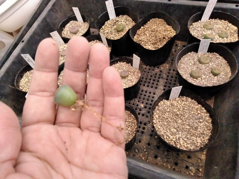 1年目実生苗の植え替えとか 園芸ブログ