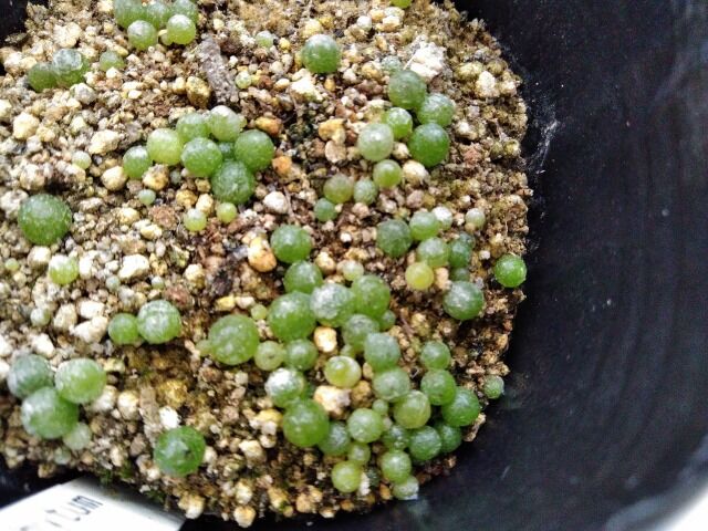 種まきの準備 その2 園芸ブログ 種まきの準備 その2 園芸ブログ