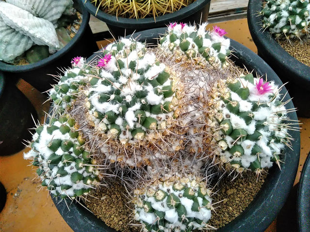 春のさぼてん勝手に植え替え その５ 園芸ブログ