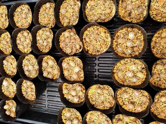 秋の水やり 園芸ブログ