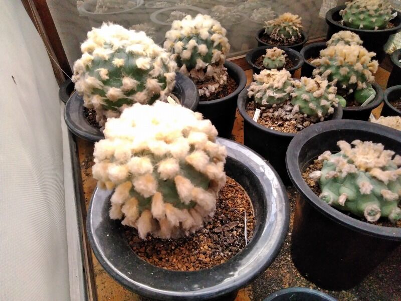 さぼてんと多肉植物 園芸ブログ さぼてんと多肉植物 園芸ブログ