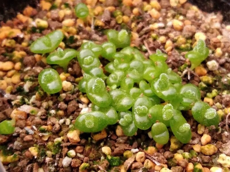 1年目実生苗の植え替えとか 園芸ブログ
